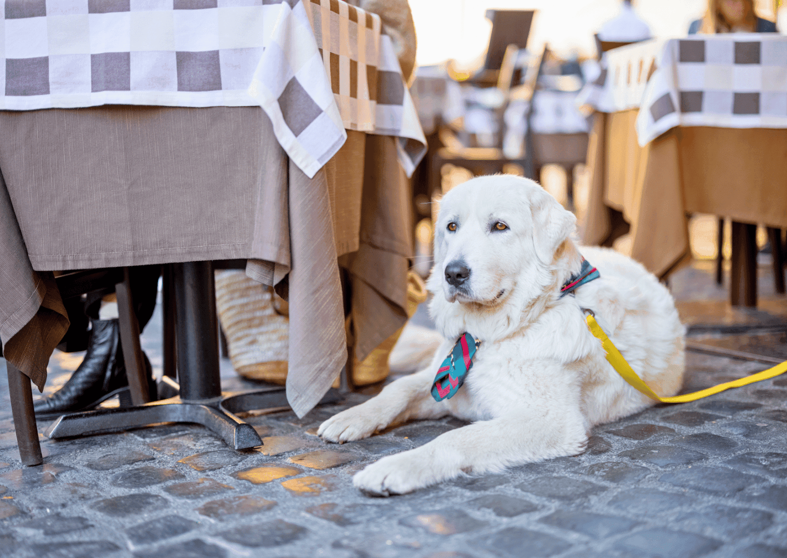 【韓国】2026年3月からペット同伴で食事可能に