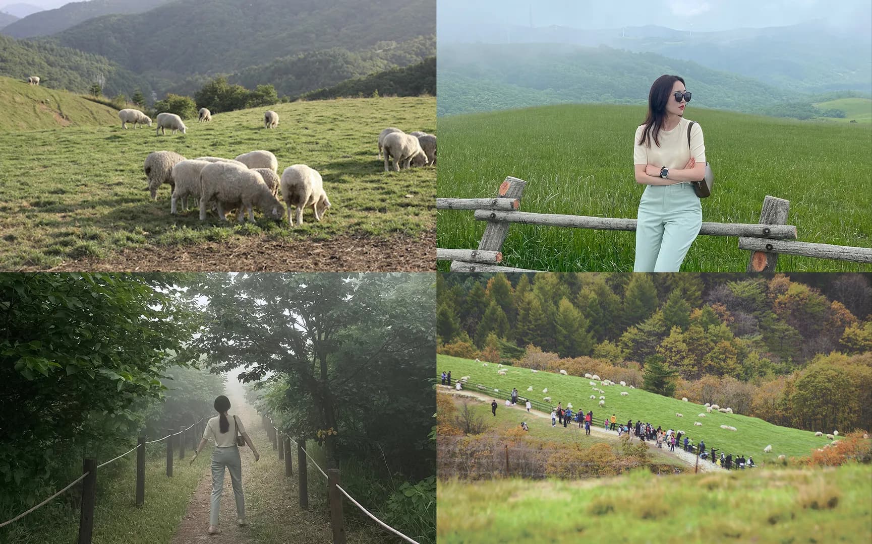 かわいい羊とふれあえる平昌の体験牧場