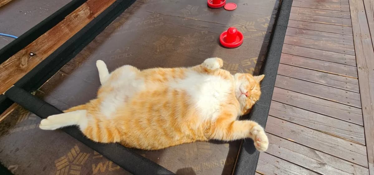 人懐っこい猫たちと触れ合える