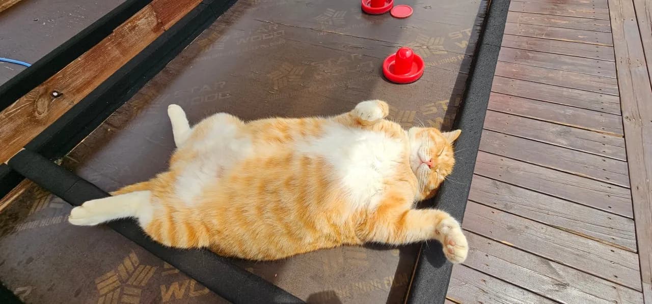 人懐っこい猫たちと触れ合える