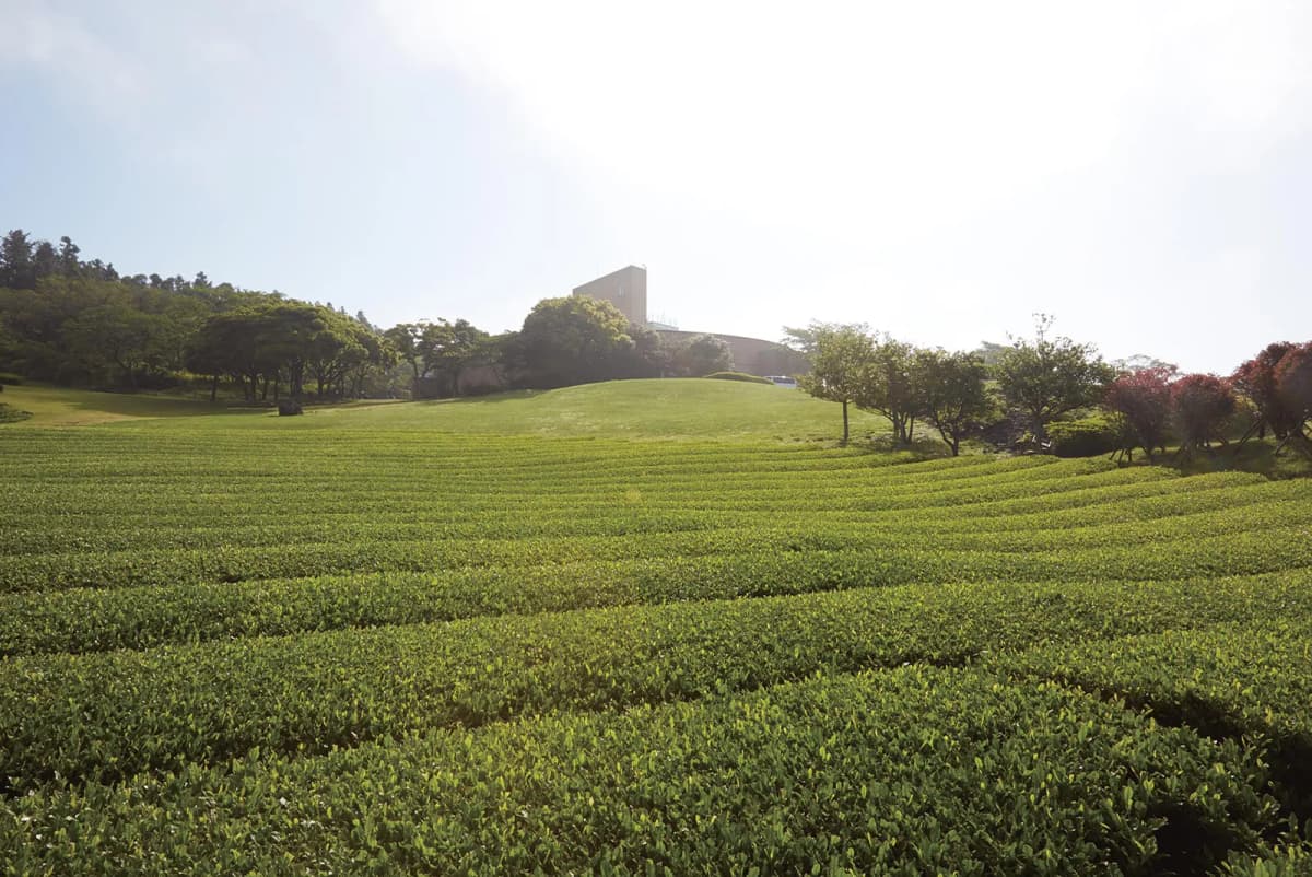 80万㎡の茶畑が広がる圧巻の景色