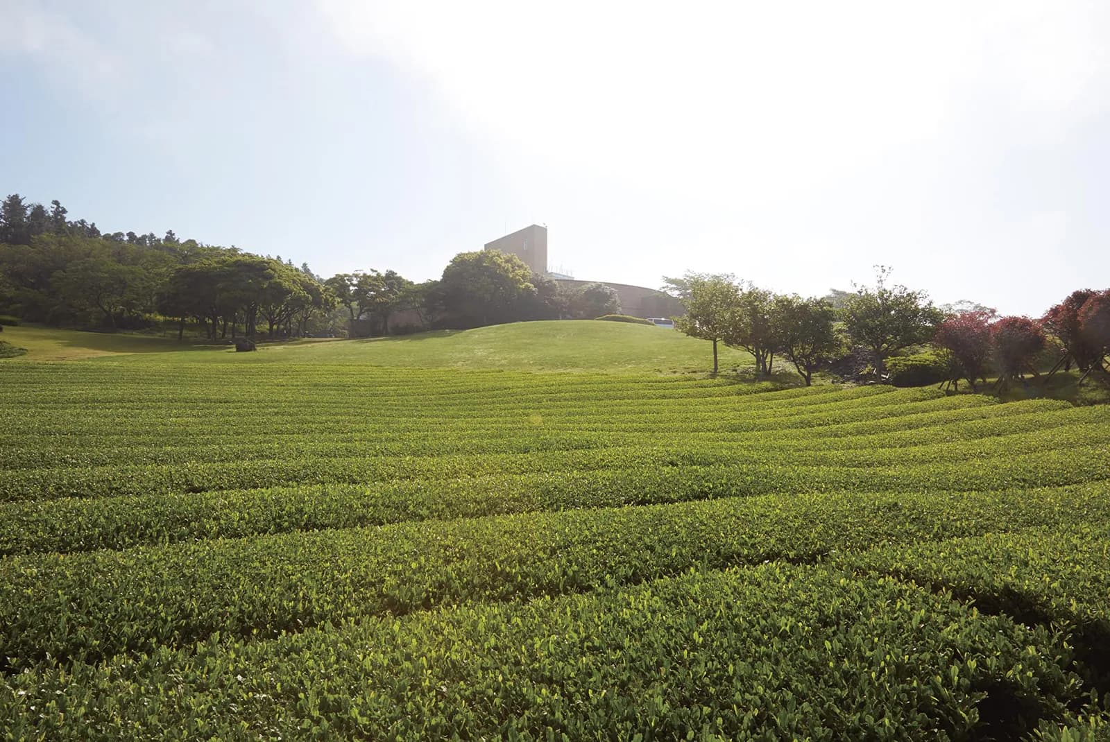 80万㎡の茶畑が広がる圧巻の景色