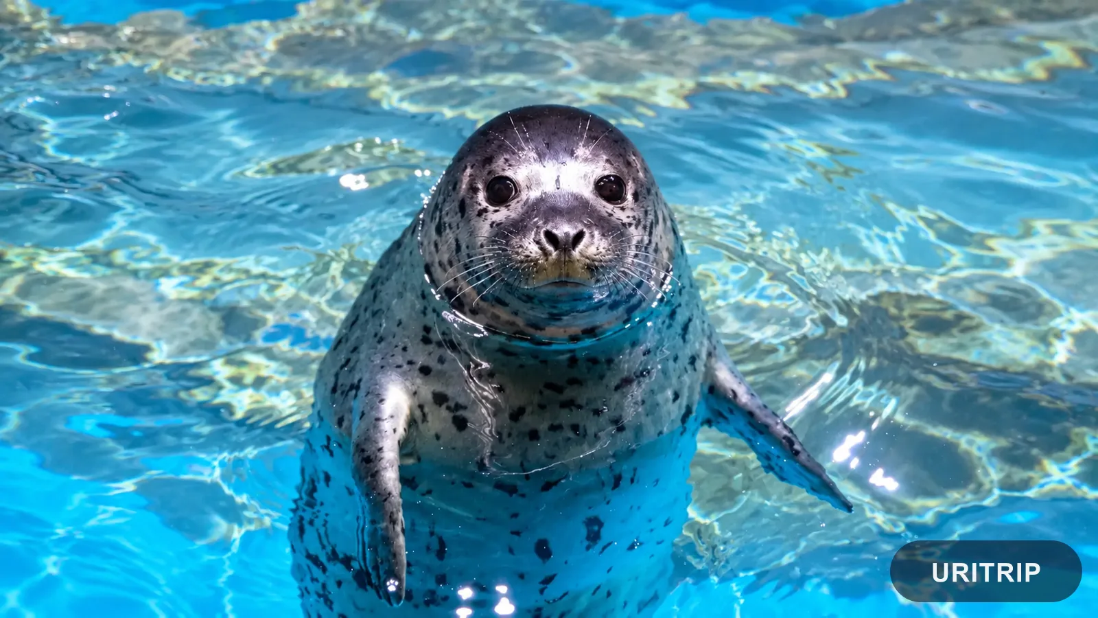ロッテワールド水族館