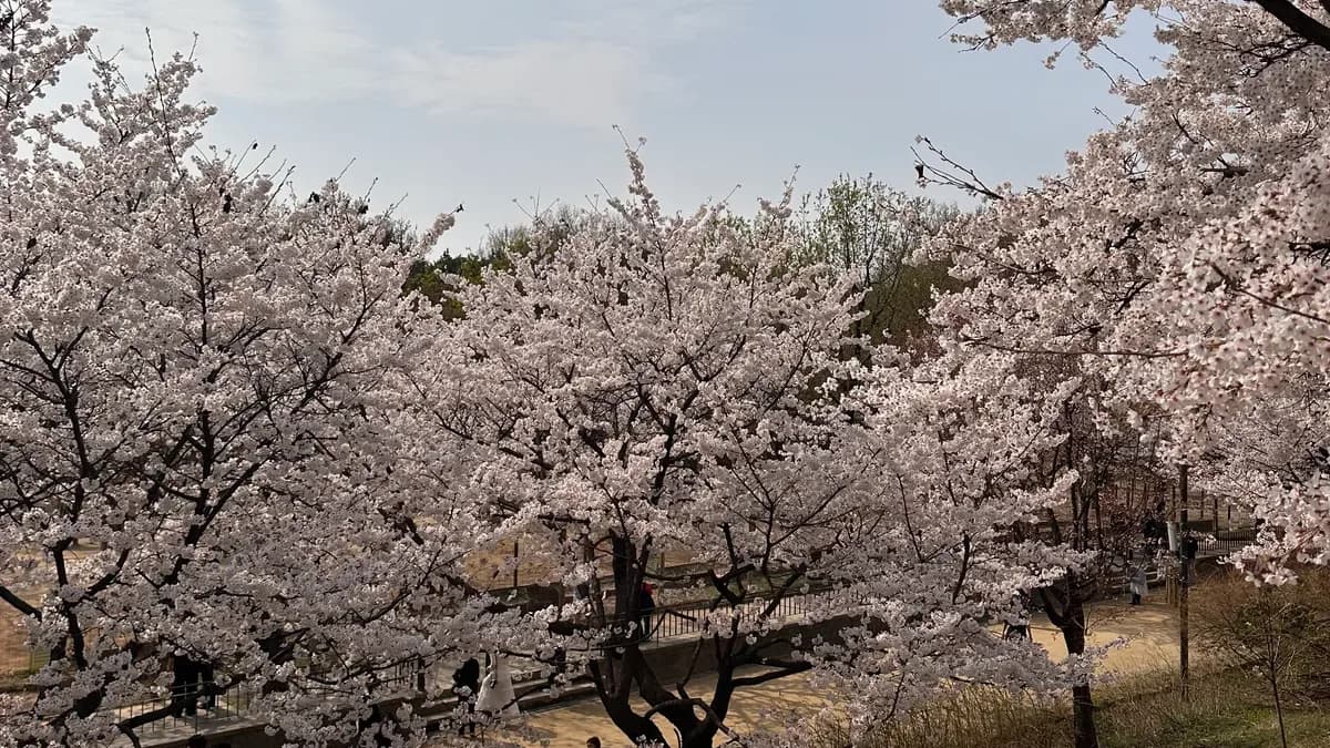 ソウルの森